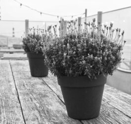 Jak ozdobić dom za pomocą doniczek ozdobnych?